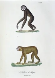 Přírodovědná tabule: Zoologická tabule představující 1. Guibbon a 2. Le Magot - v „“Dokončeném díle Buffona““ od přírodovědce Georgese Louise Leclerca, hraběte z Buffonu (1707 - 1788). Rytina z roku 1837.