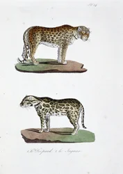 Přírodovědná tabule: Zoologická tabule představující 1. Leoparda a 2. Le Jaguara - v „“Úplném díle Buffona”” od přírodovědce Georgese Louise Leclerca, hraběte z Buffonu (1707 - 1788). Rytina z roku 1837.