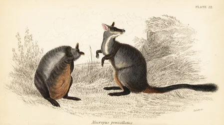 Klokan skalní štětkoocasý, Petrogale penicillata, 1841