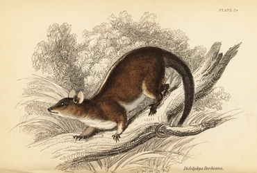 Derbyho srstnatý vačice, Caluromys derbianus. ,1841 (rytina)