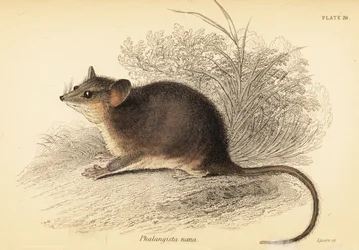 Východní trpasličí vačice, Cercartetus nanus., 1841 (rytina)
