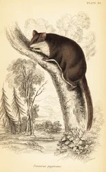Pérový kluzák, Acrobates pygmaeus. ,1841 (rytina)