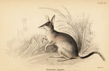 Větší bilby, Macrotis lagotis. Ohrožený. ,1841 (rytina)