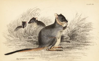 Dlouhonohý potoroo, Potorous longipes. Zranitelný., 1841 (rytina)