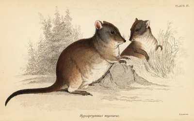 Potoroo s dlouhým nosem, Potorous tridactylus tridactylus., 1841 (rytina)