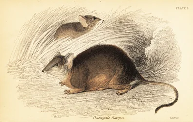 Mardo neboli antechinus žlutonohý, Antechinus flavipes. ,1841 (rytina)