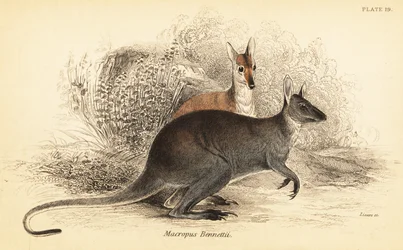 klokan rudokrký, Macropus rufogriseus. ,1841 (rytina)
