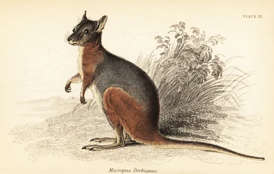 Tammar wallaby, Macropus eugenii., 1841 (rytina)