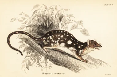 Tiger quoll, Dasyurus maculatus., 1841 (rytina)