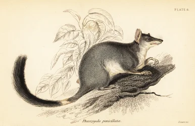 Tuan nebo obyčejný wambenger, Phascogale tapoatafa. ,1841 (rytina)