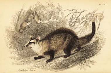 Vačice ušatá, Didelphis albiventris. ,1841 (rytina)