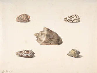 Five Shells, n. d.