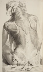 Anatomie lidského těla Govard Bidloo, 1685