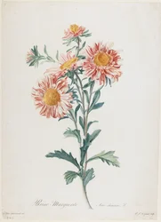 Kopretina, z Květů kreslených podle přírody, kolem roku 1800