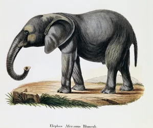 Slon africký (Elephas africanus), ze savců ilustrovaný z přírody s popisy, Johann Christian Daniel von Schreber (1739-1810), rytina IC Bock podle kresby A Fleischmann, Německo