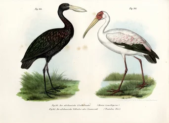African Openbill Stork, 1864