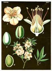 Mandle (Prunus Amygdalus) kolem roku 1890 (chromolitograf)