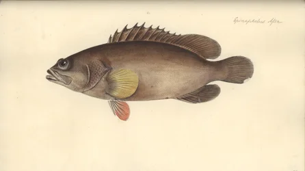 Alphestes afer, před 1793 (wc na papíře)