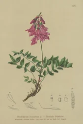Alpská (Hedysarum obscurum, Hedysarum hedysaroides)