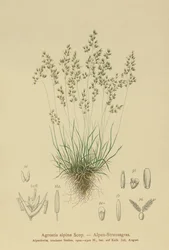 Bentgras alpský (Agrostis alpina, Aira flavescens)
