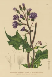 Ostropestřec alpský (Mulgedium alpinum, Cicerbita alpina)