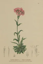 Catchfly alpina (Lychnis alpina, Silene suecica)