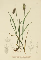 Bojínek alpský (Phleum alpinum)