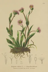 Erigeron alpský (Erigeron alpinus)