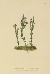 Hořec alpský (Gentiana nivalis)