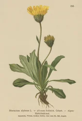 Jestřábník alpský (Hieracium alpinum, Hieracium alpenum, Hieracium pilosum)