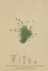 Perlorodka alpská (Sagina saginoides, Sagina Linnaei, Sagina saxatilis)
