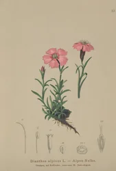 Růžová alpská (Dianthus alpinus)