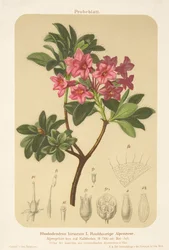 Alpská růže (Rhododendron hirsutum)