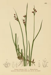 Suše alpská (Juncus alpinus, Juncus alpinoarticulatus)