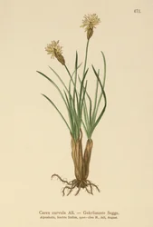 Ostřice alpská (Carex curvula)