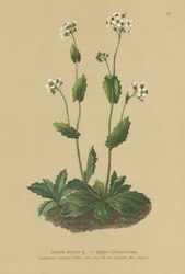 řeřicha zední (Arabis alpina)
