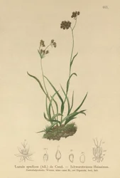 Sněženka alpská (Luzula alpinopilosa, Luzula spadicea)