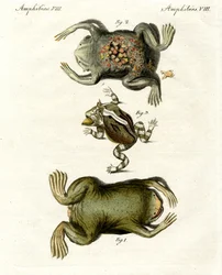 Americké ropuchy