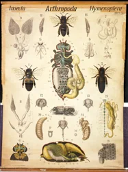 Anatomy of the Apis, č. XXVII, Leukarts Zoological Wall Chart, 1877-98