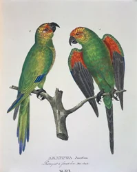 Aratinga Aurifrons (samci a samice), Tabulka XVI z „Avium Species New in Brazil“ od Johanna Baptista von Spix a Carla Friedricha von Martius