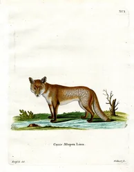 Arctic Fox (barevná rytina)