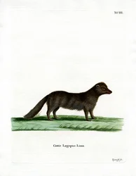 Arctic Fox (barevná rytina)