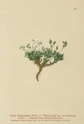 Draba arktická (Draba Fladnitzensis, Draba altaica, Draba Wahlenbergi)