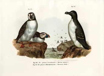 Arctic Puffin, 1864