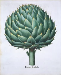 Artyčok z Hortus Eystettensis od Basila Beslera (1561-1629) hospoda. 1613 (ručně kolorovaná rytina)