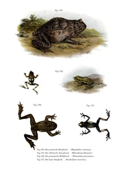 Asijská rohatá žába (barva litho)