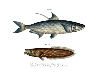 Atlantic Tarpon (barva lito)