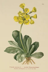 Ucho (Primula Auricula)