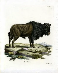 Zubr (barevné rytí)