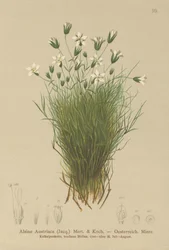 Rakouská Sandwort (Austrian Alsine, Rakouská Minuartia)